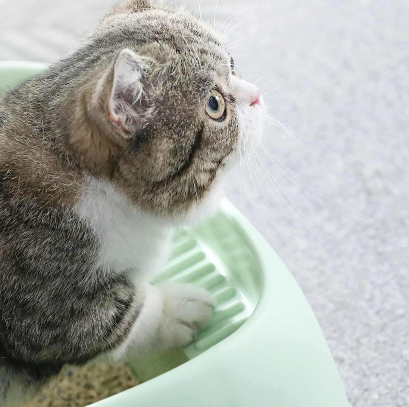 Open Cheese Toast Cat Litter Box with Large Capacity - Image 13