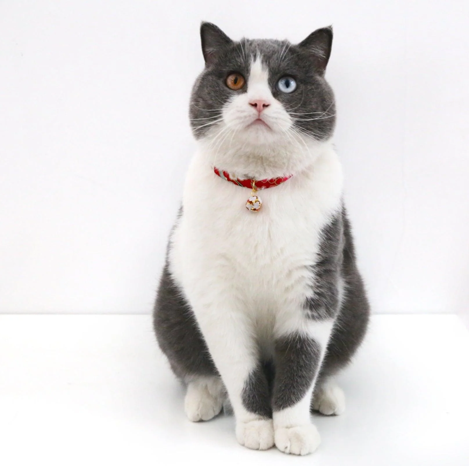 Japanese Style Adjustable Pet Flower Hollow Bell Collar - Image 17