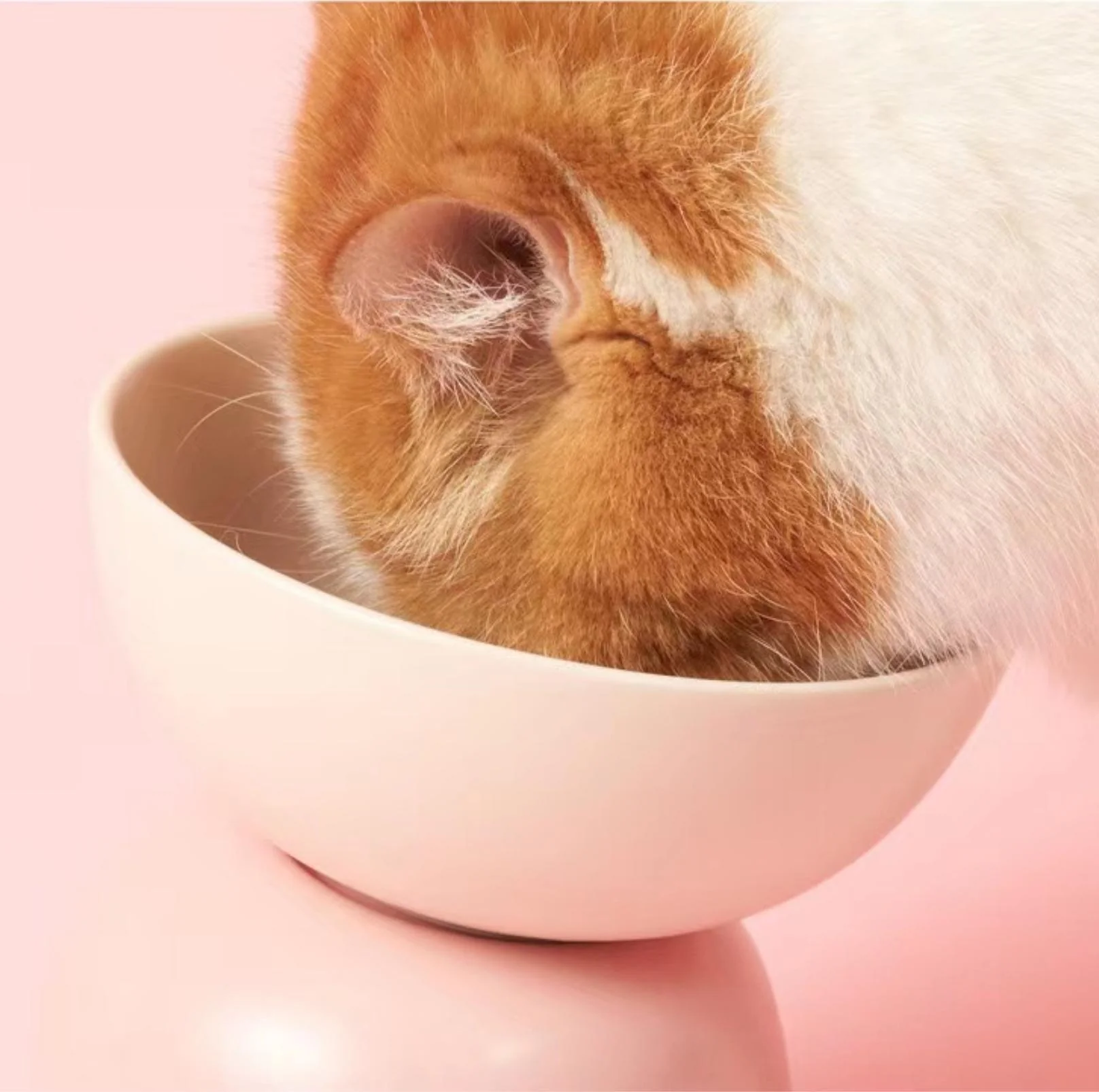 Makesure Sugar Bean Ceramic Double Pet Bowls For Cat and Small Dogs - Image 17