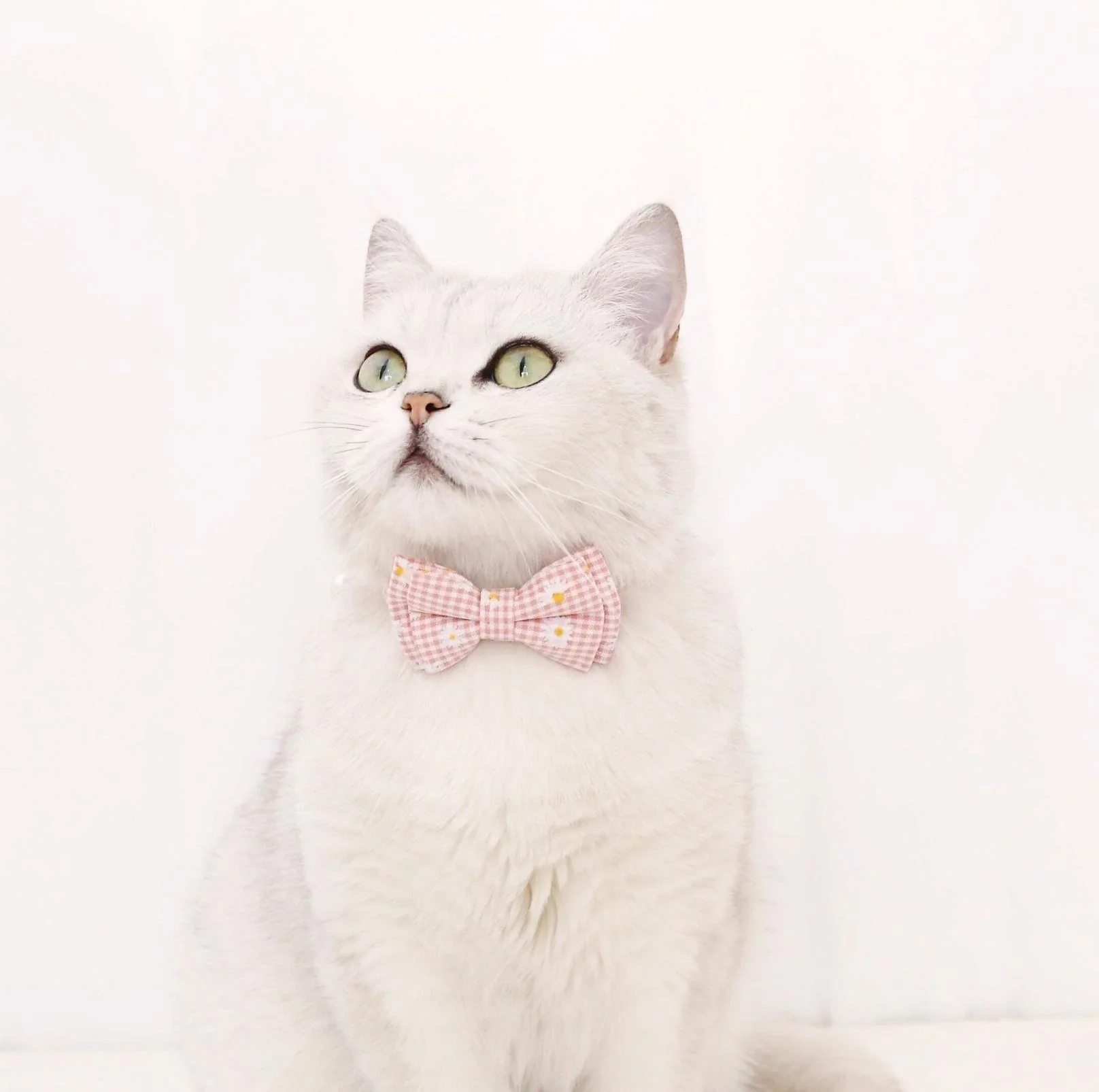 Pet Adjustable Bow Collar with Daisy Pattern - Image 6