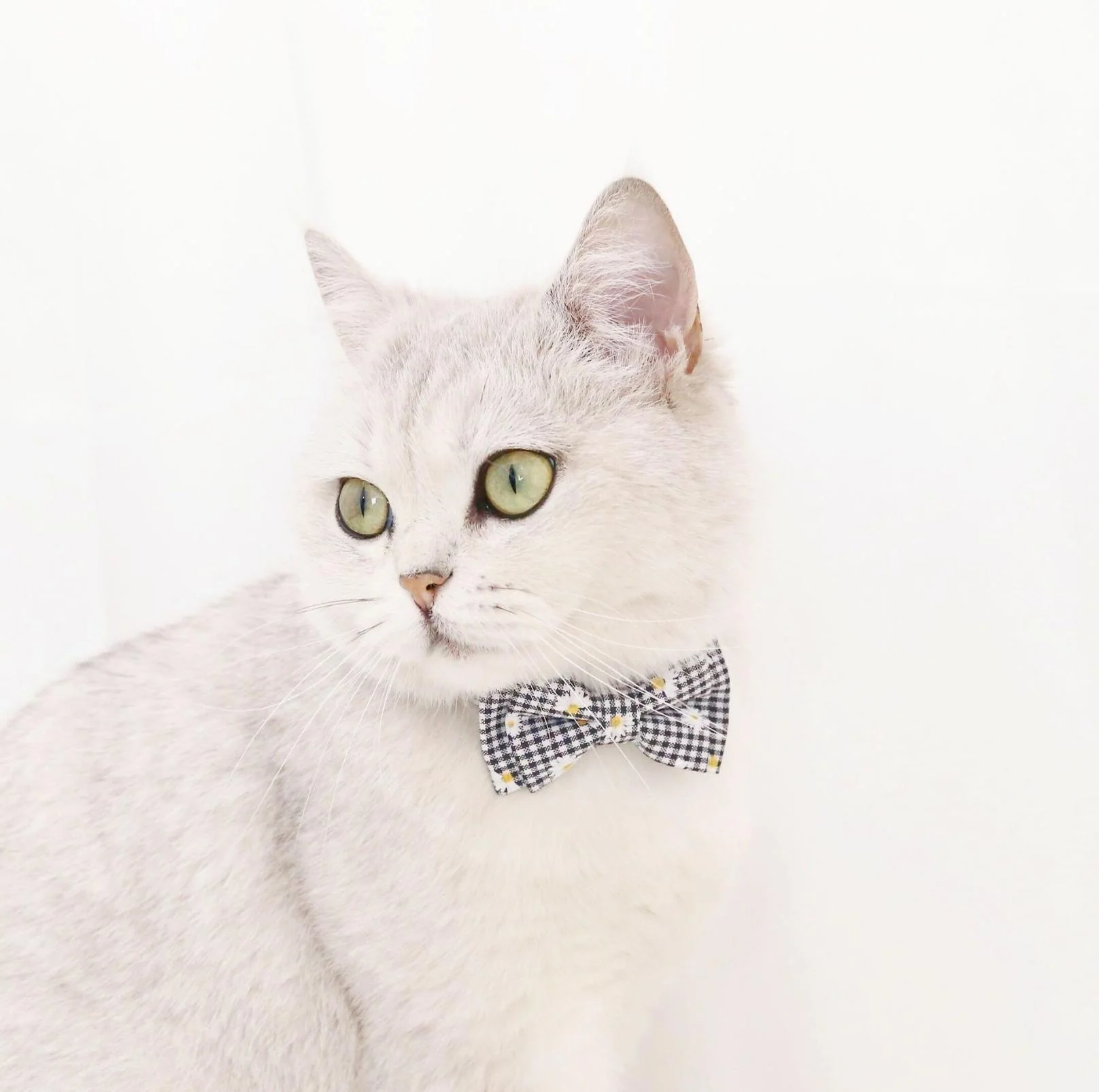 Pet Adjustable Bow Collar with Daisy Pattern - Image 8