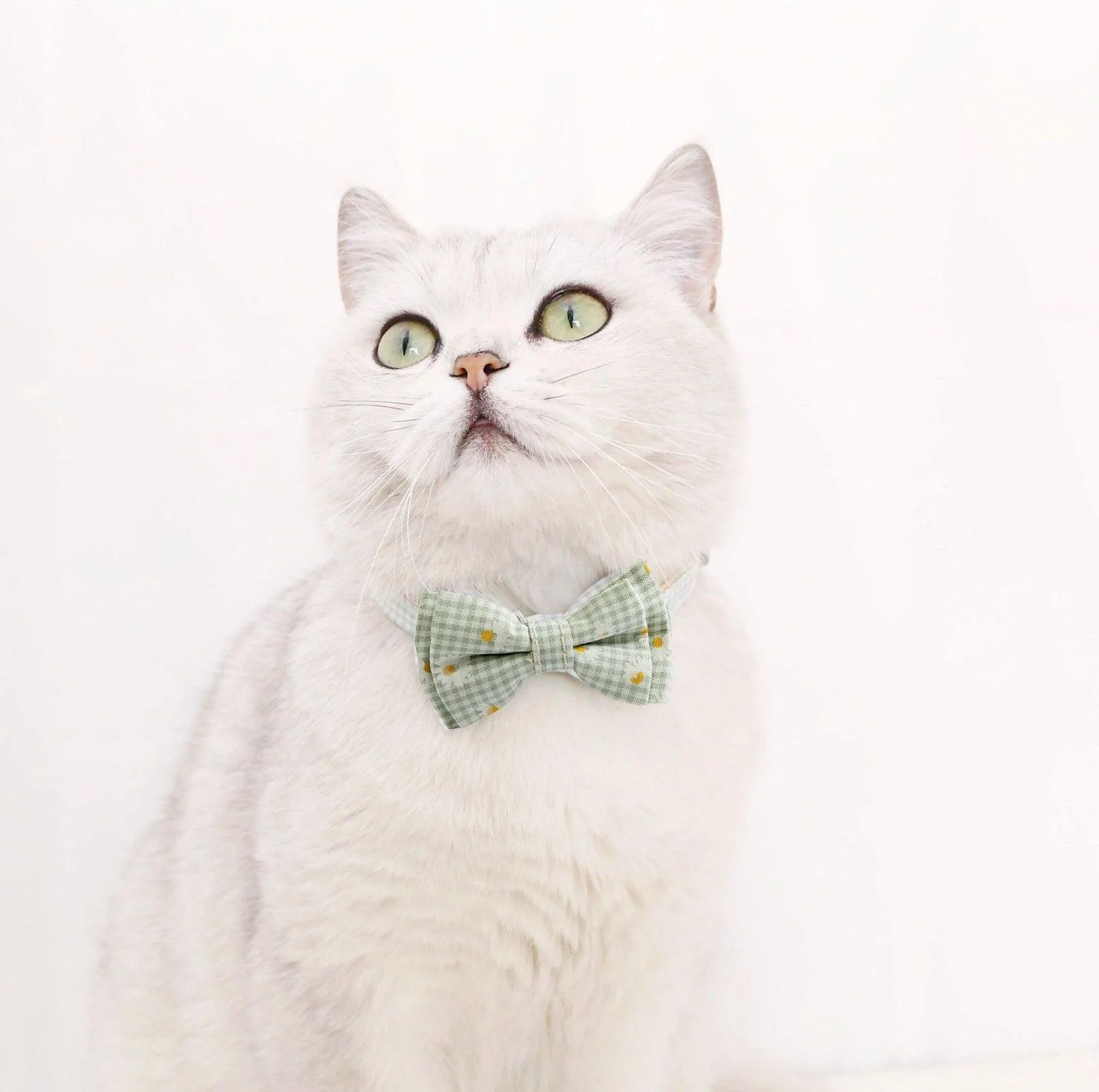 Pet Adjustable Bow Collar with Daisy Pattern - Image 9