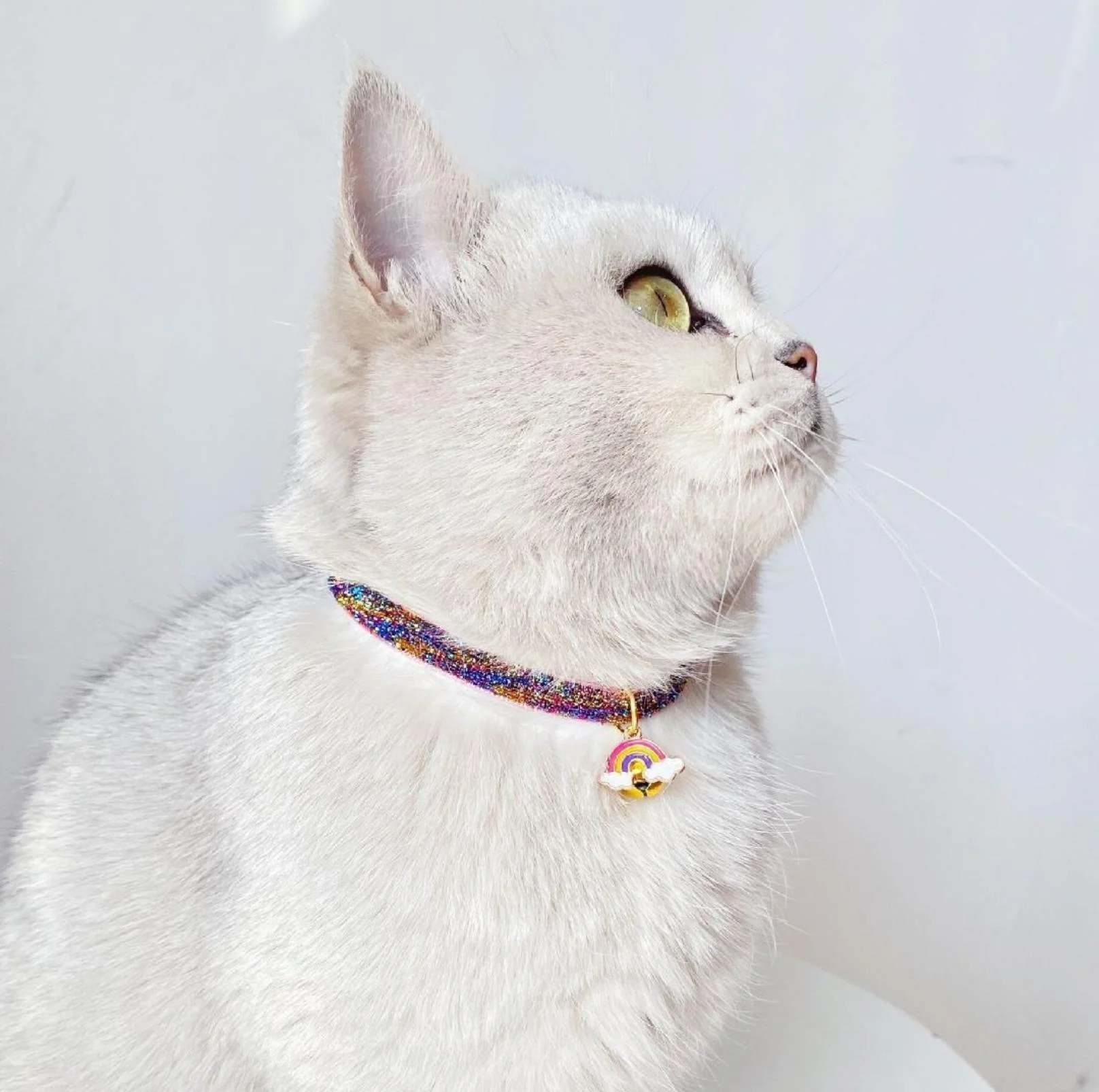 Rainbow Adjustable Pet Collar - Image 3