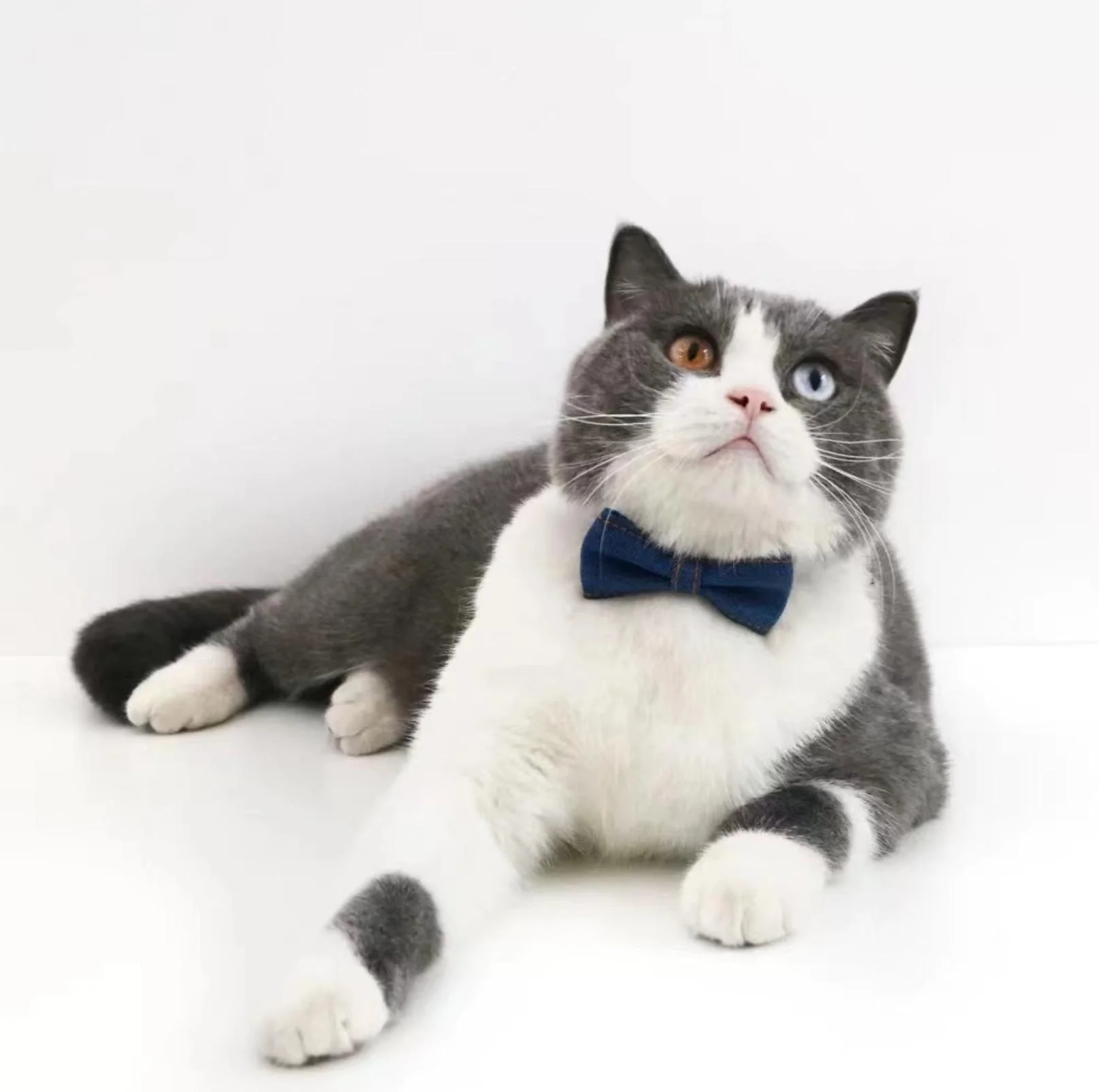 Stunning Denim Series Adjustable Pet Collars - Image 8